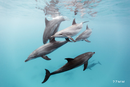  Dolphins in the Red Sea by 27MM