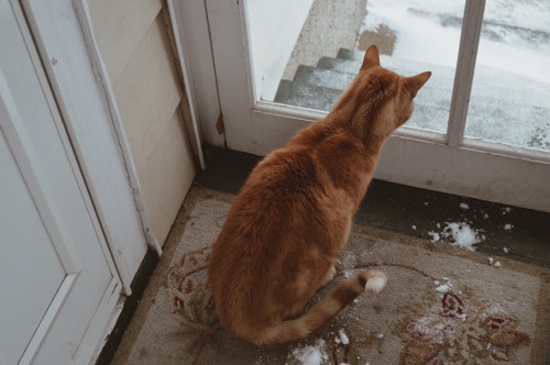 smesce: babyespresso:  first snow  good vibes