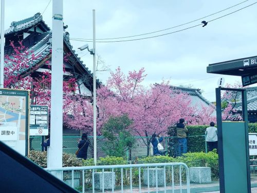 出町柳の長徳寺のおかめ桜が咲いています。 岡崎の疏水辺りは、早咲きの桜が２本綺麗です。 長徳寺へは、201のバスで行けます。 #桜2022京都#京都旅行 京都トラベラーズインでは、#きょうと魅力再発見