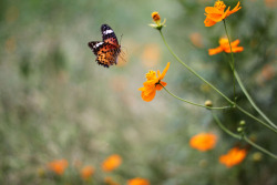 ingelnook:   	Butterfly and orange cosmos