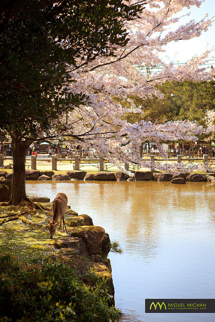 Nara Park : Nara, Japan / Japón