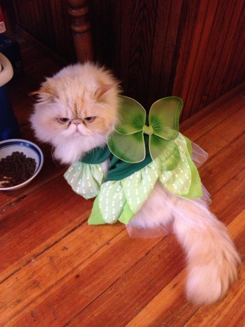 lucifurfluffypants: Happy Halloween! I’m Tinkerbell! What are you dressing up as?