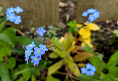 True Blue Flowers at the allotment /part 1You know I love blue flowers, but you might have not notic