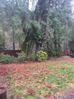 This cedar tree is 8000 years old