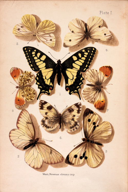 michaelmoonsbookshop: michaelmoonsbookshop: Butterflies very attractive chromolithographic illustrat