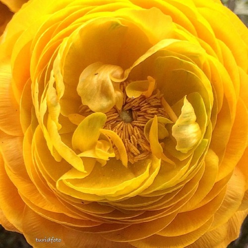 Yellow Flowers