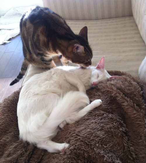 shmeemsy:magical-girl:pangur-and-grim:she woke her with a kiss what is thatFuzzy goblin