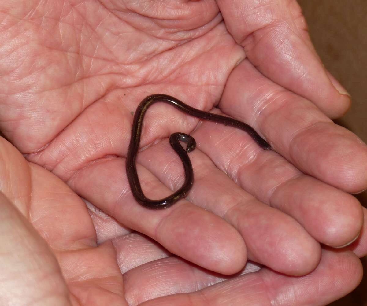certifiedcervine: I’m really tired of the idea that all zoos or exotic pet owners