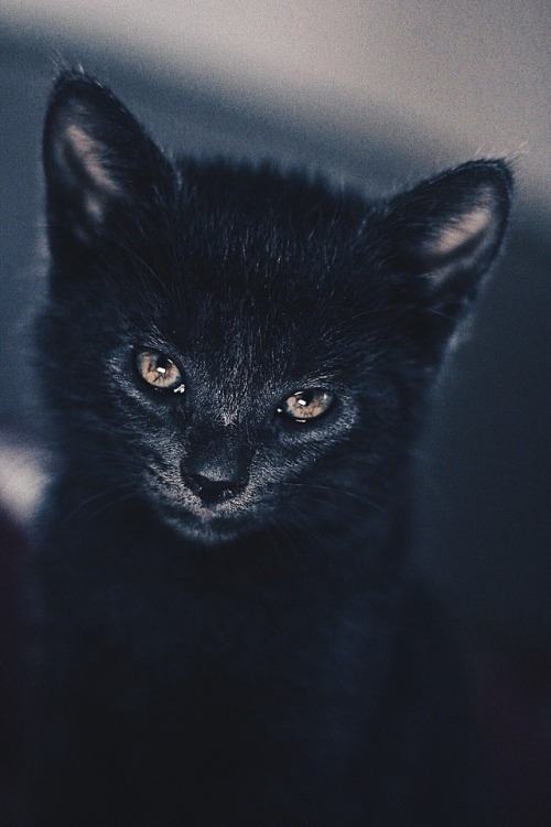 friendly-animals:Reblog for Good Luck!