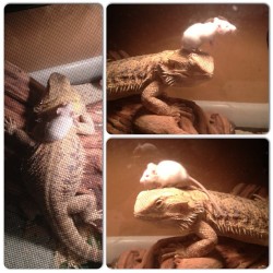 rebel-nextdoor:  wild-soulchiild:   My sister has a bearded dragon and they typically eat crickets, but they’ll eat mice occasionally as well. She bought this mouse a week ago and the first day, the bearded dragon put the mouse in his mouth and the