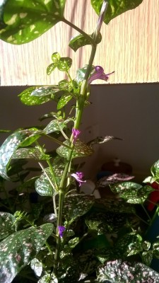 I can’t believe my hypoestes is flowering!!!