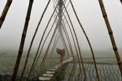 untrustyou:  A woman carried a basket through cold and foggy dawn along the banks of the Turag River near Dhaka, Bangladesh. A.M. Ahad/Associated Press 