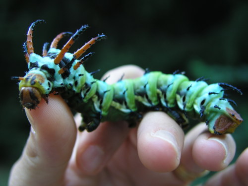 cool-critters:  Regal moth (Citheronia regalis) The regal moth is a North American moth in the saturniidae family. The caterpillars are called hickory horned devils. The adult has a wingspan of 9.5-15.5 cm. The adult moth is the largest moth by mass