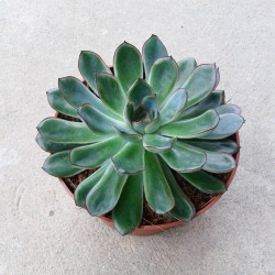 pirism:  Succulents ♥ 