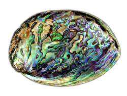 Abalone Shell