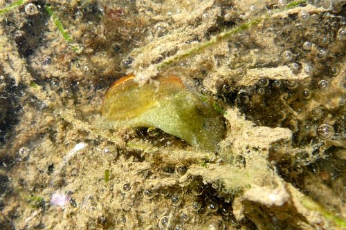 Bubble snail haminoea sp.- and their egg mass, at Rowes Bay, Townsville. Photographer: Melanie Wood