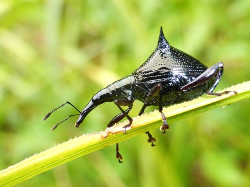 onenicebugperday:Two-spined weevil, Nyxetes bidens, Curculionidae Found only in New ZealandPhot