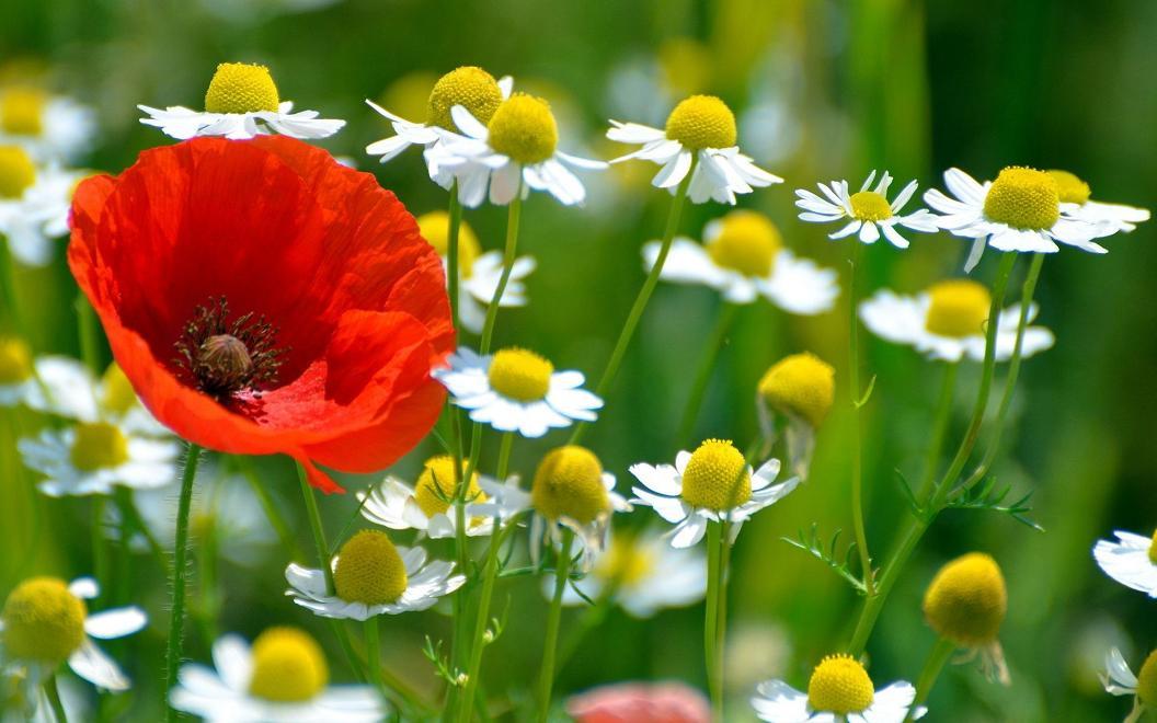 Colorful flowers