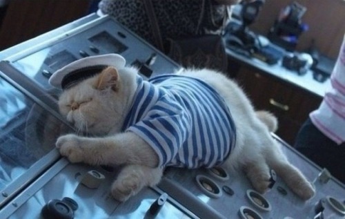 coolcatgroup: hayley566: A hardworking sailor He’s not even steering!!!! Who’s driving t