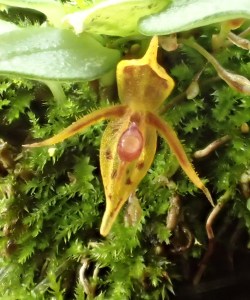 Orchid-A-Day:  Salpistele Parvula Syn.: Stelis Gnoma July 31, 2016 