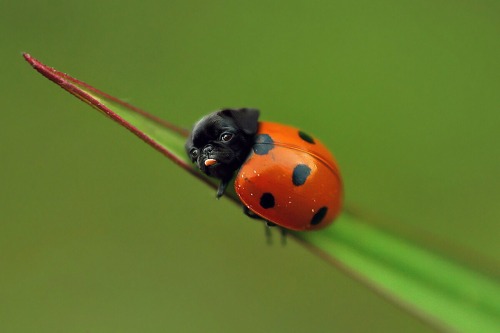 definitely made my day #ladypug