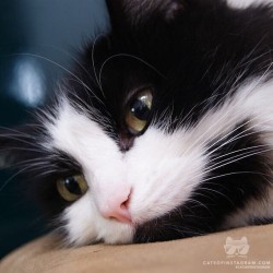 catsofinstagram:  From @randy_thecat: “Thinking