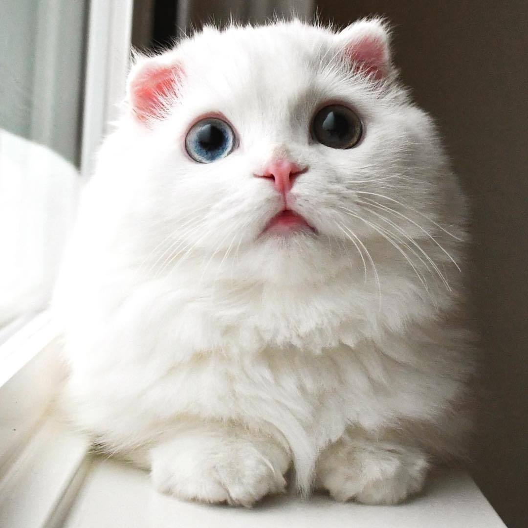 tokkeki:   Goyanggy