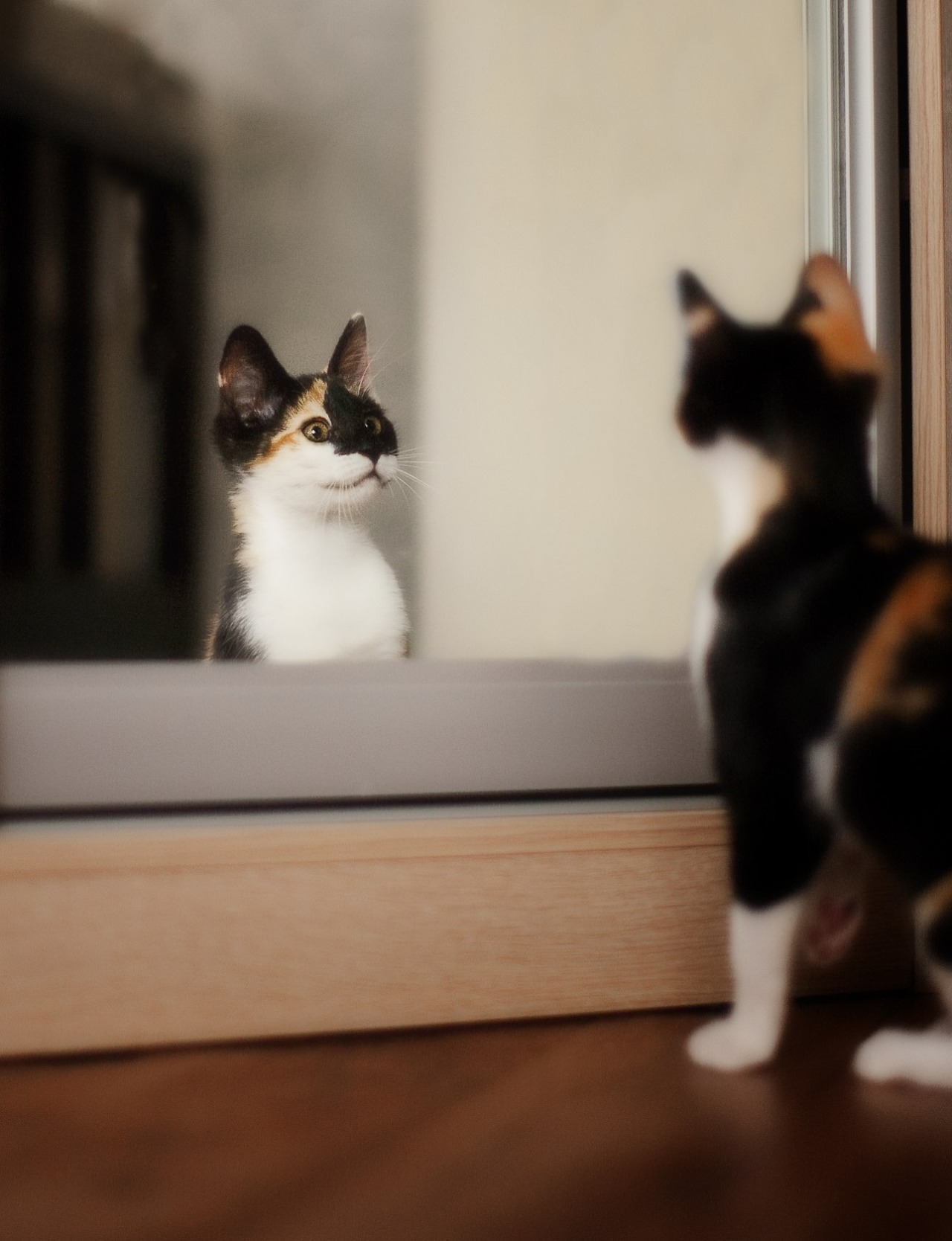 Corporation Cats