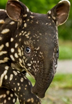 allphy:  Baby Tapir 