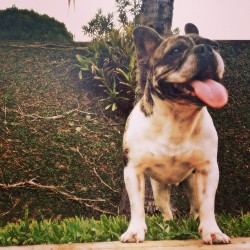 chamelforever-aiquefofo:  @belinhalopes: Meu amor caçula. ❤🐶👅 #caetanodog #frenchbulldog  