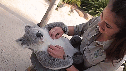 thenatsdorf:  Imogen, the koala, loves cuddles and belly rubs. [video] 