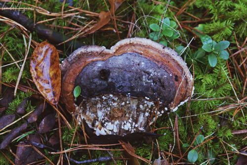 lindagoesmushrooming