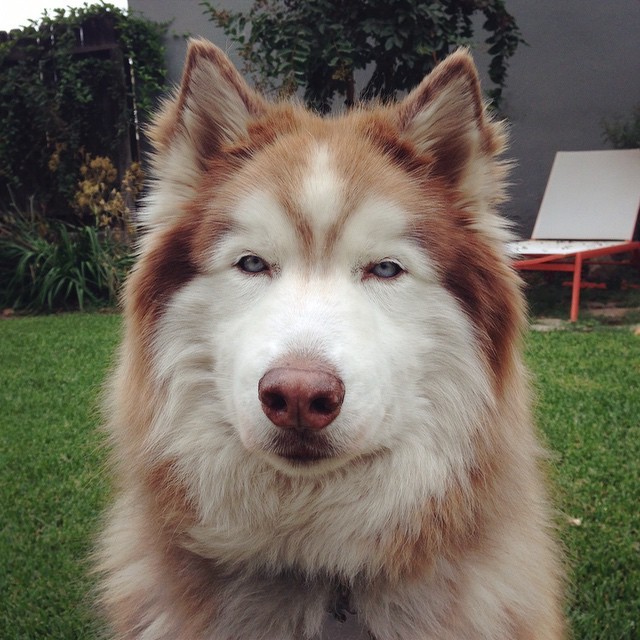 Big deal it’s Friday… how bout a treat?! Luv, #bigherb #husky #huskies #tgif #huskypage #huskiesofinstagram #instahusky #siberianhusky #huskygram #dog #cali