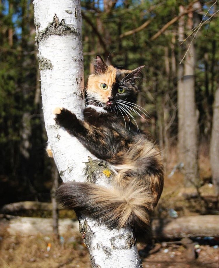 friendly-animals:  (Source)