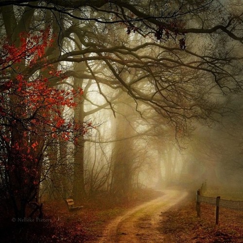 opticxllyaroused:    Most Beautiful Forest Photography by Nelleke Pieters  