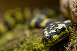 snake-lovers:  jungle carpet python by MorningThief581