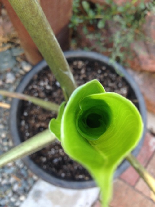 Really cool elephant ear spiral unfurling