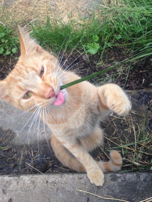 tlngle: jonesy eat the grass