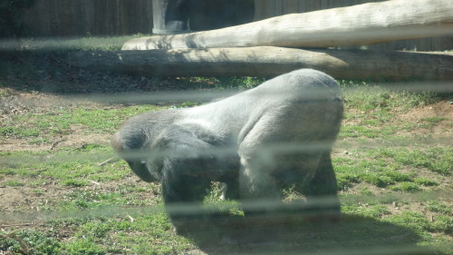 Western lowland gorillas at the Smithsonian National Zoo in Washington D.C.