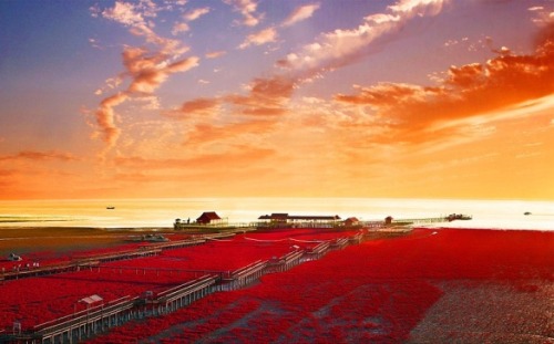 This is the Red Beach &ldquo;Panjin&rdquo; located in China. The pictures weren&rsquo;t 