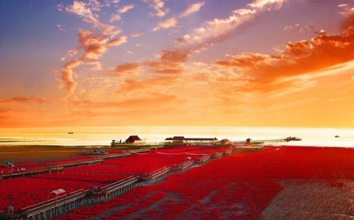 This is the Red Beach “Panjin” located in China. The pictures weren’t edited and a