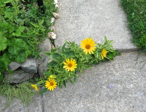 geopsych:Garden leaking out: variegated heliopsis coming up through the cracks.