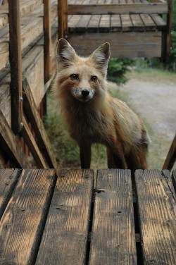 rouxney:  Freddy checks out the deck by Rob