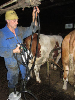 bauabua:farmersonsub: csonrubber:  Favourite collection of dirty farm workers (6)       These are some real Alpha male. Hard working. Geared. Booted. Naturally macho and dominant.  😘