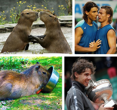 tastefullyoffensive:  See more at Capybaras That Look Like Rafael NadalPreviously: Celebrities Who Look Like Mattresses 