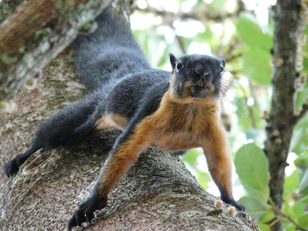 cool-critters:  Black giant squirrel (Ratufa bicolor) The black giant squirrel is