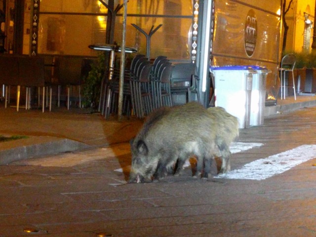 dopo-magari-lo-cambio:taylorswifh:third day of italian quarantine: everything is closed, everyone is at home and so… WILD BOARS ARE IN MY TOWN WITH THEIR BABIES!!!! i’m laughing so hard In my hometown a random horse appears.