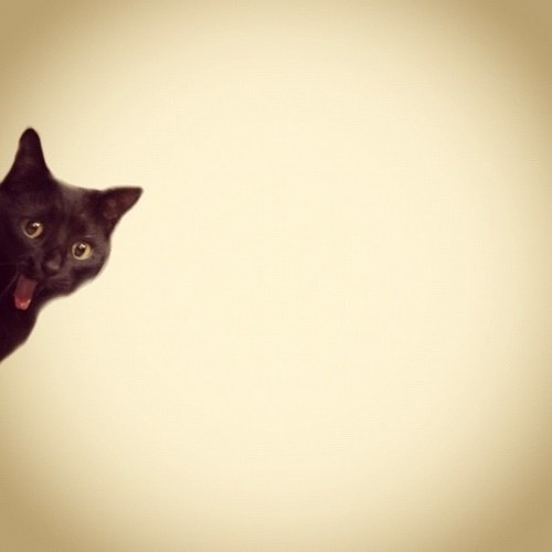 monkeysaysficus:  Oh heyyyyyy