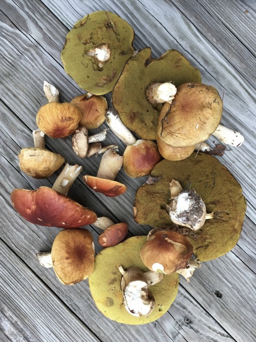 King Bolete HarvestCatskills, October 2016