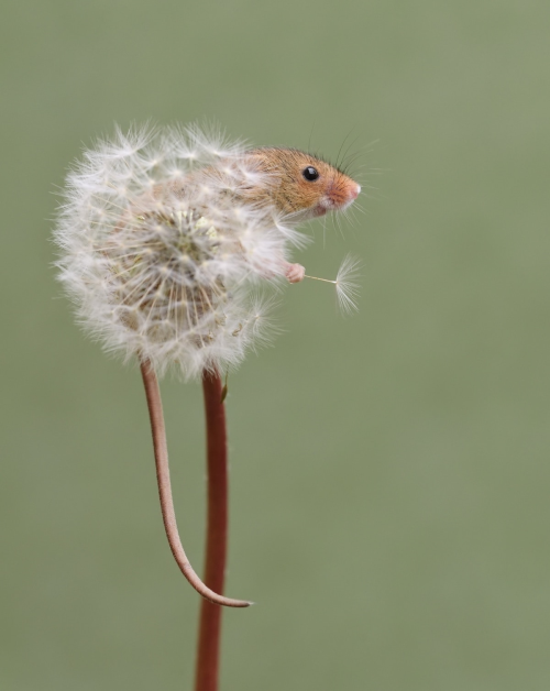 passionpeachy:harvest mouse